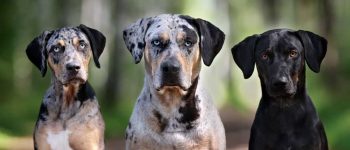 three Catahoula dogs with different coats