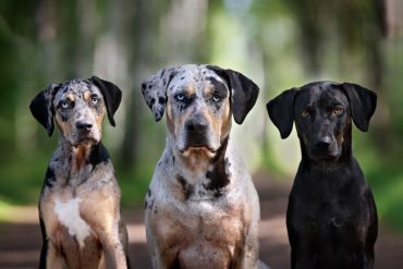 three Catahoula dogs with different coats