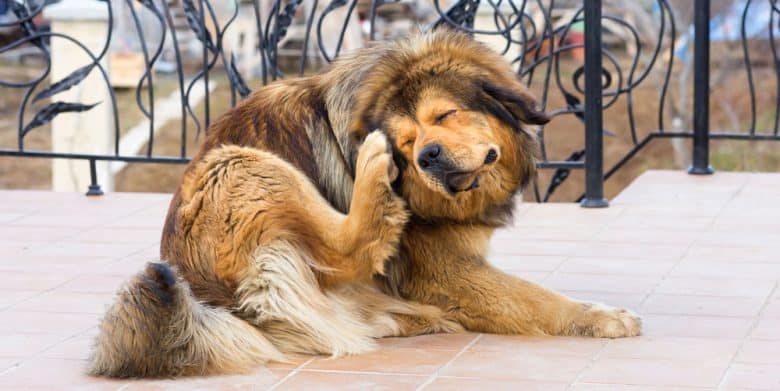 onguard flea & tick treatment for dogs