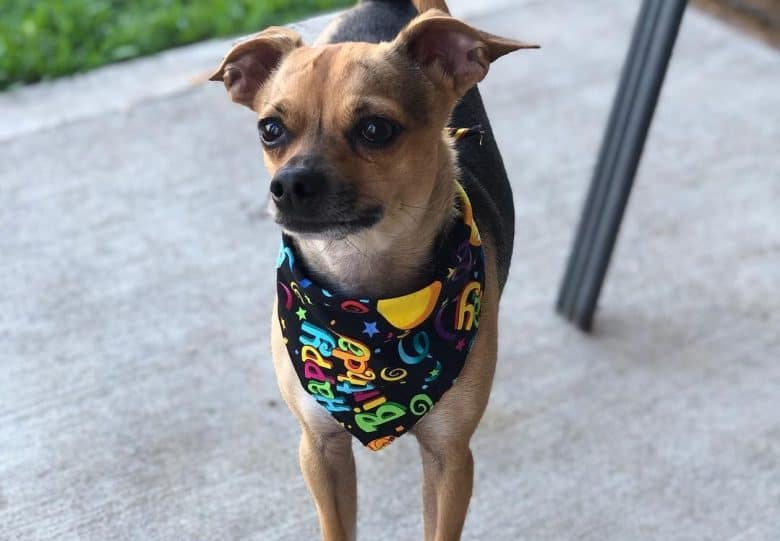 A small Boxachi wearing a colorful scarf