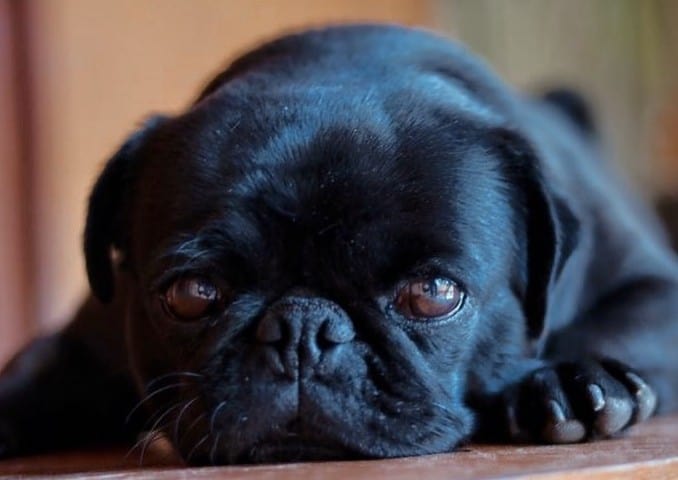 An adorable black Pug laying down