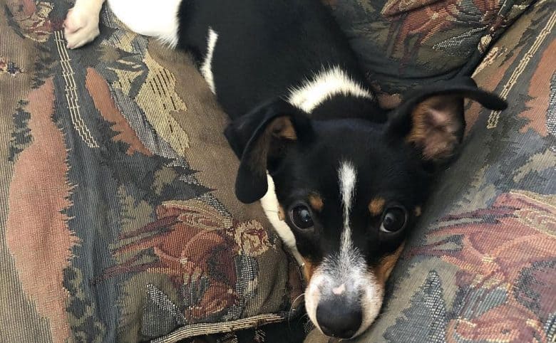 Tired Dachshund and Rat Terrier mix dog lying at home