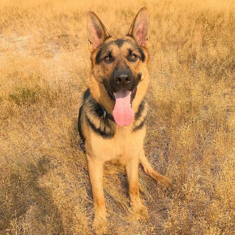 A GSD tongue sticking out while smiling