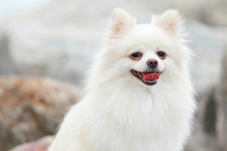 A White Pomeranian dog smiling with its tongue out