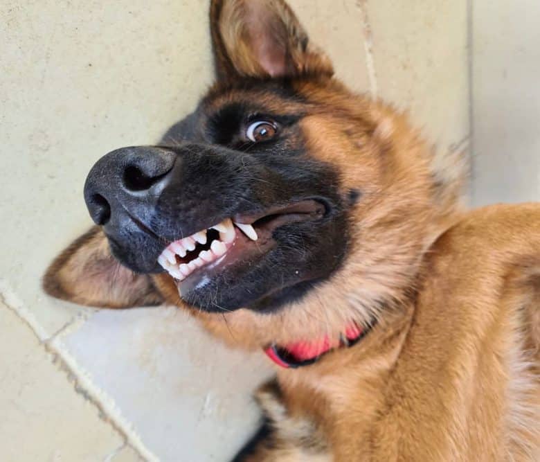A silly GSD showing its teeth