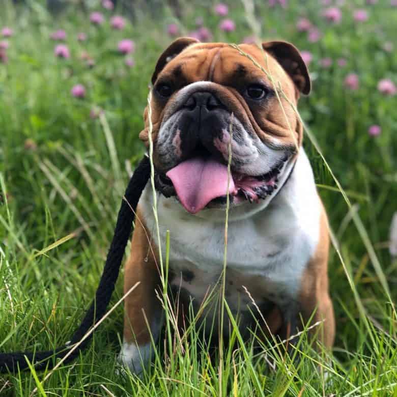 A smiling Bully on the garden