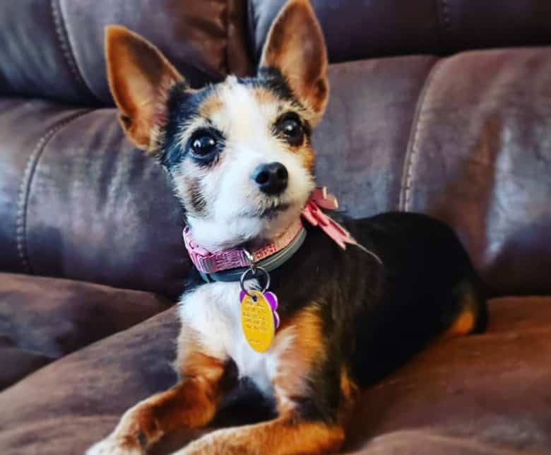 Toy Fox Terrier and Yorkie mix dog lying on the couch
