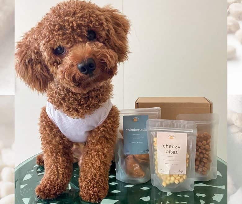 best food for toy poodle puppy uk