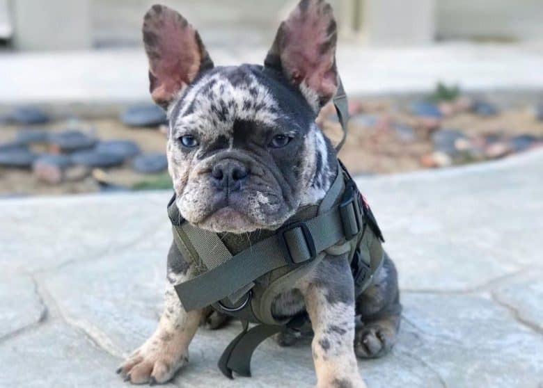 Tri blue merle French Bulldog portrait