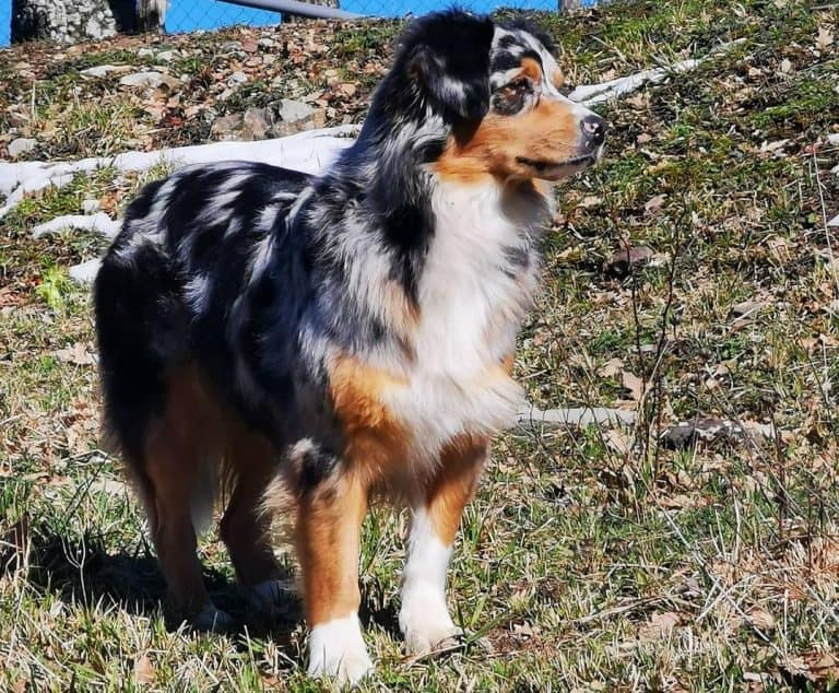 The best Australian Shepherd names for your Aussie dog K9 