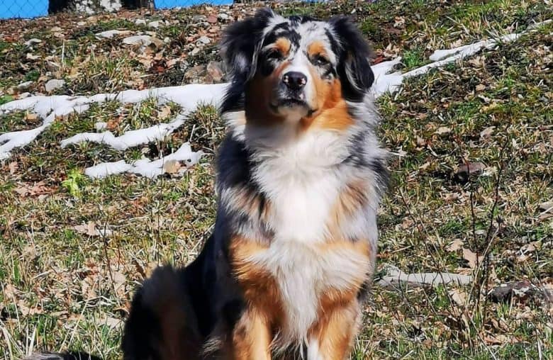 The best Australian Shepherd names your Aussie dog - K9 Web