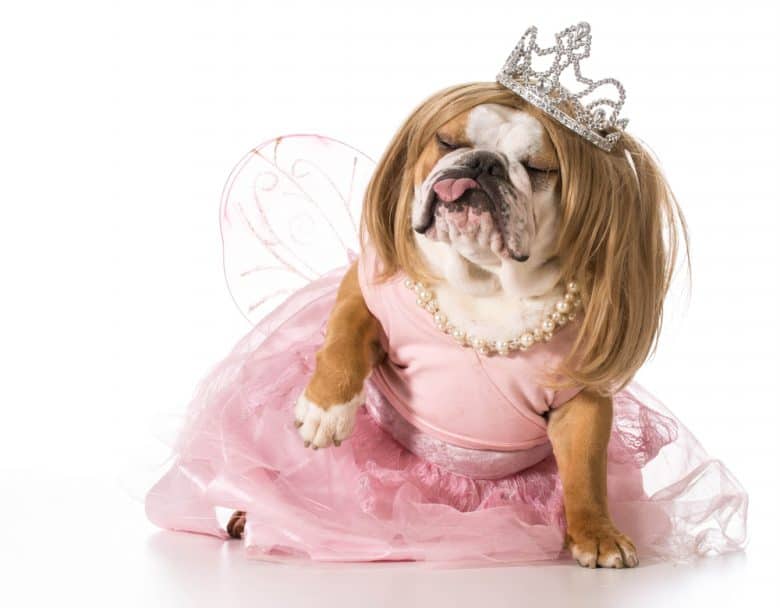An English Bulldog wearing a princess costume