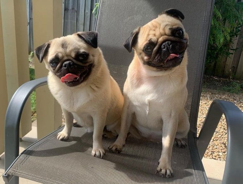 Twin fawn-coated Pugs sitting on a chair