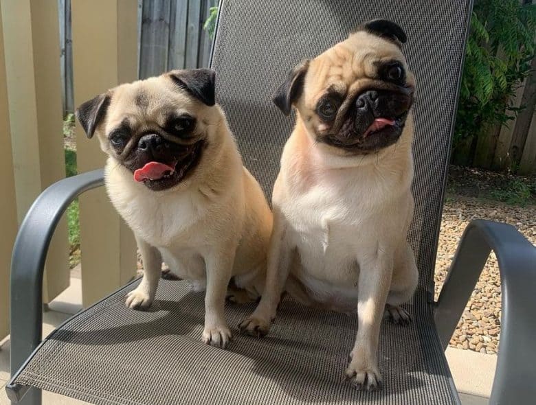  Dos Pugs con revestimiento de cervatillo sentados en una silla