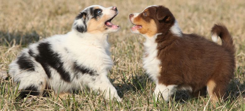 Two adorable Australian Shepherd puppies playing together