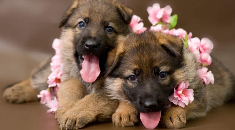 Two adorable German Shepherd puppies