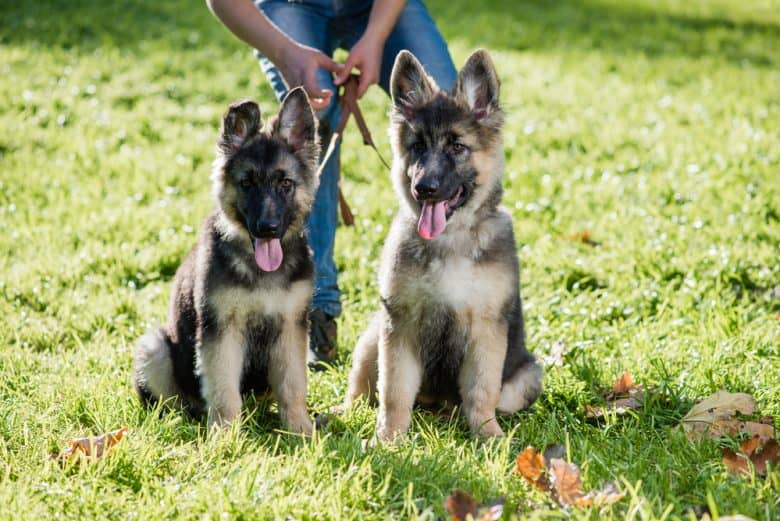 Two German Shepherd puppies sitting on the grass