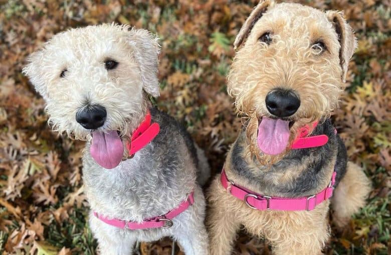 Two Airedale Terrier Poodle mix dog with pink outfit