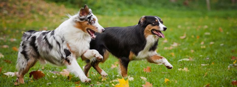 Two amazing adult Aussie dogs playing outside