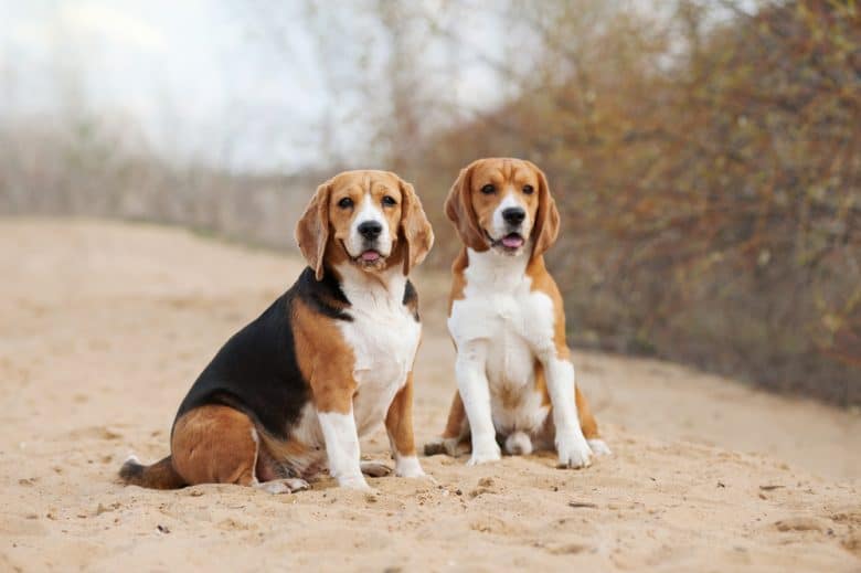 Two Beagle dogs outside sitting on sand