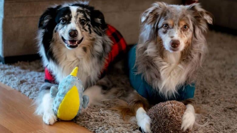 Two beautiful Aussie dogs playing their respective toy