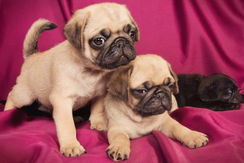 Süße Mops Welpen auf einem fuchsia Hintergrund