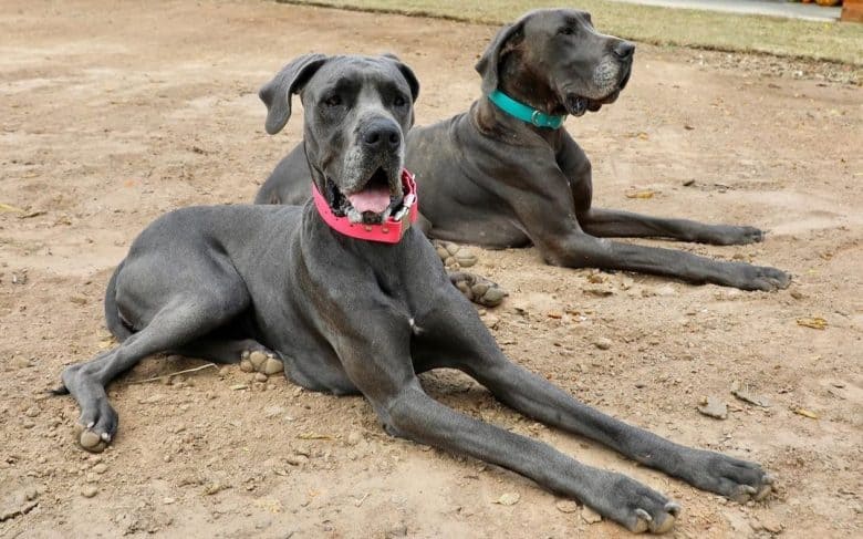 Two Blue Great Danes laying on the dirt