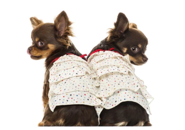 Chihuahua dogs wearing dresses