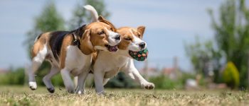 two Beagles fighting over a ball