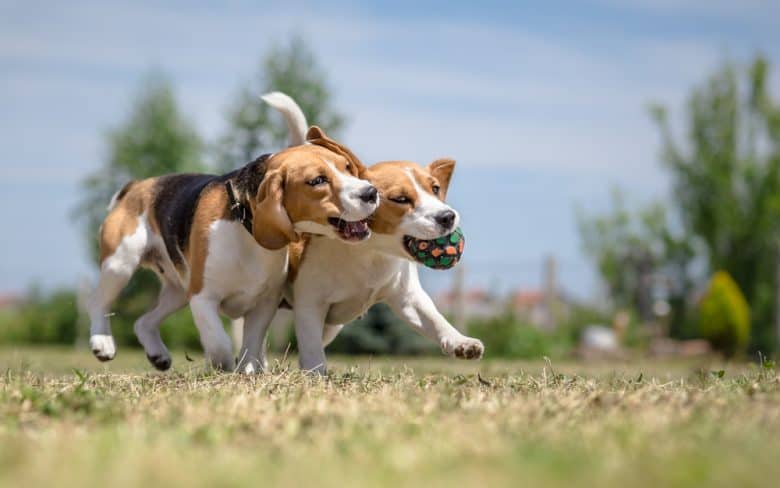 Two Beagles fighting over a ball