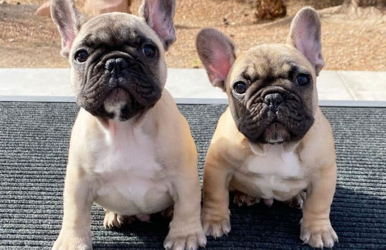 Two French Bulldogs sitting on the mat