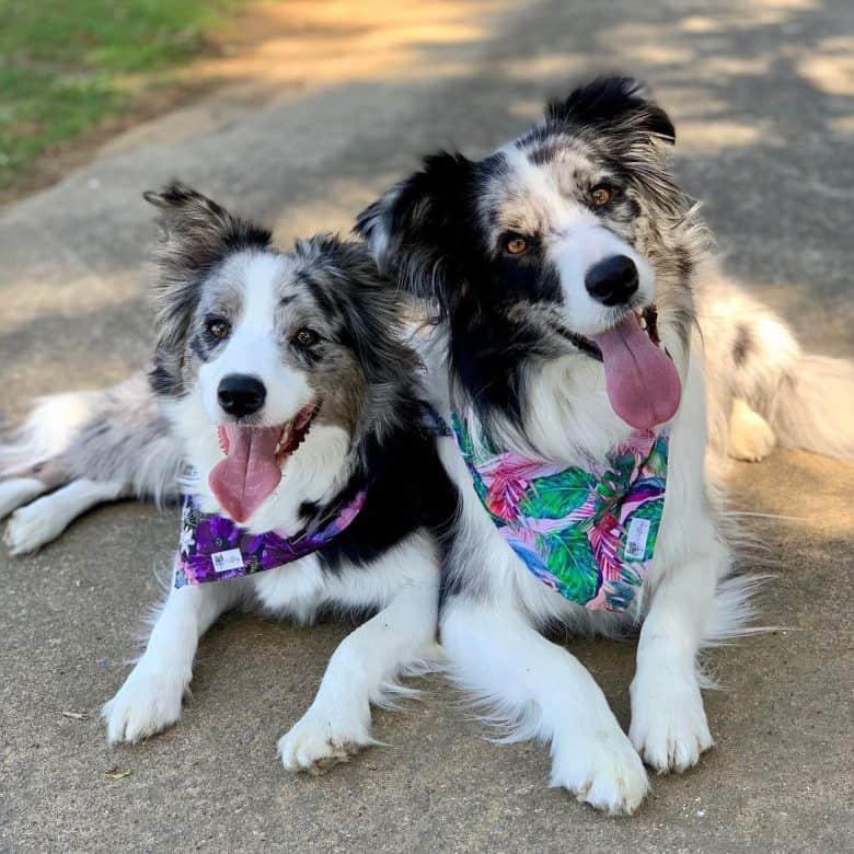 Two adorable Blue Merle Border Collies making faces