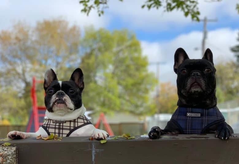 two Frenchies peeking and standing on a park bench