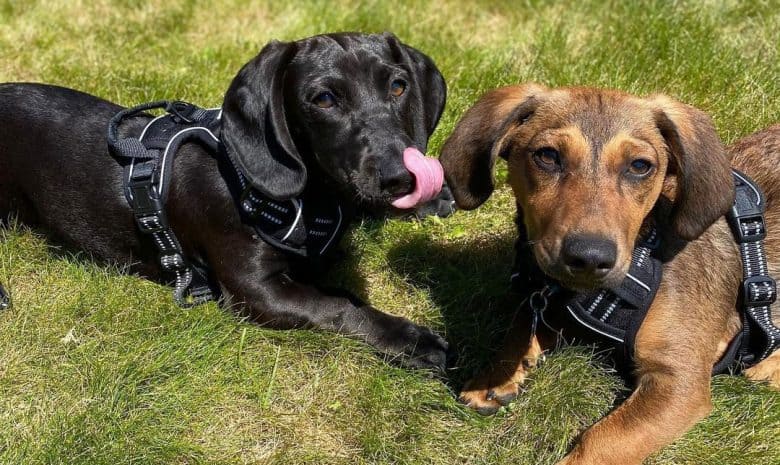 Two Dachshund and Beagle mix dog lying under the sun