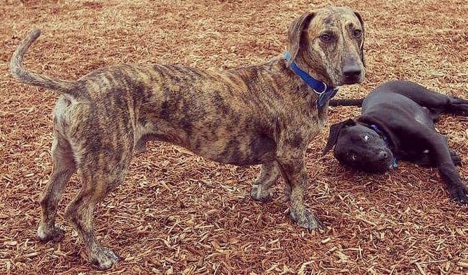 Two Dachshund and Great Dane mix dog playing together outside