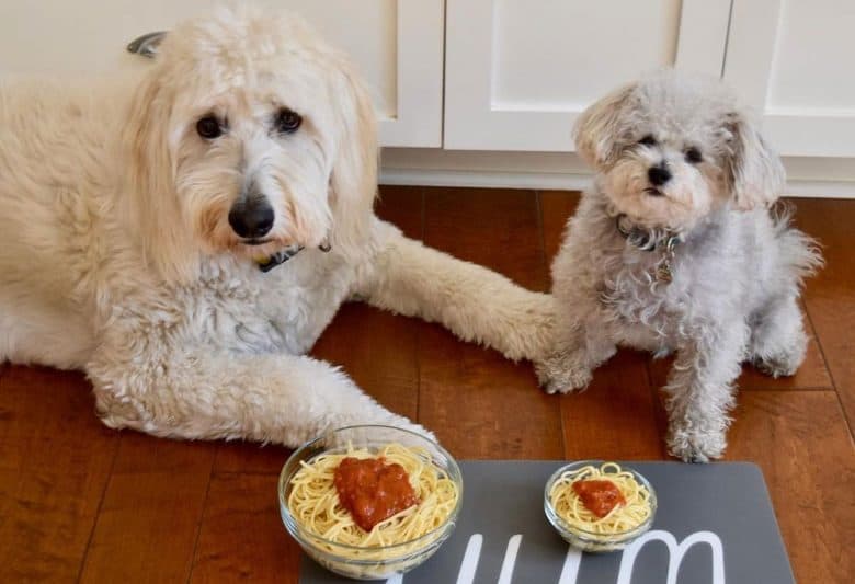 Two dogs getting spaghetti treats