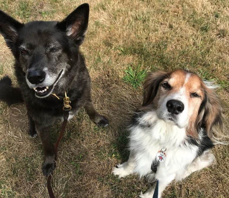 two happy dogs sitting on ground