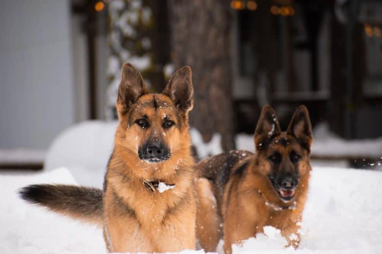 Two German Shepherd dogs enjoying the snow