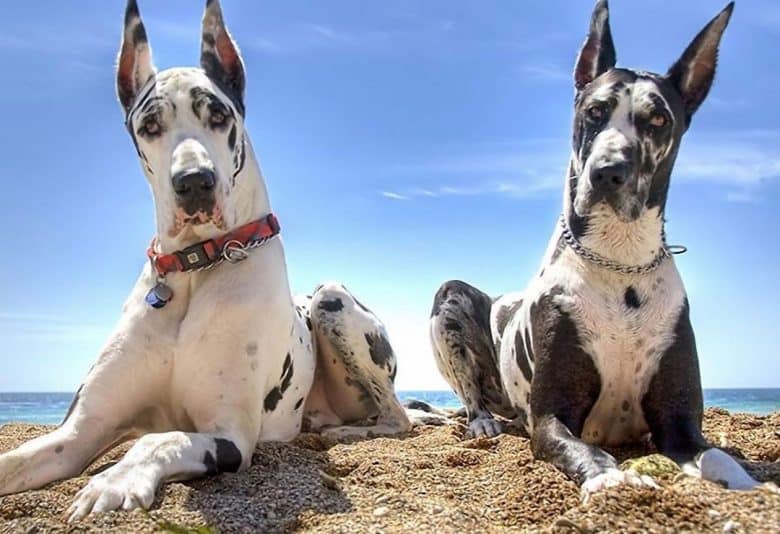 Two Great Dane dogs enjoying the beach