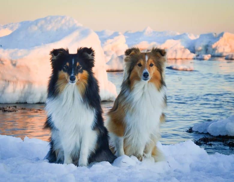 Two Miniature Collies sitting on snow on a winter day