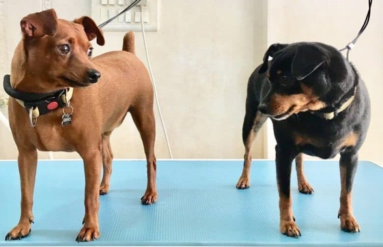 Two Miniature Pinscher dogs standing in the grooming table