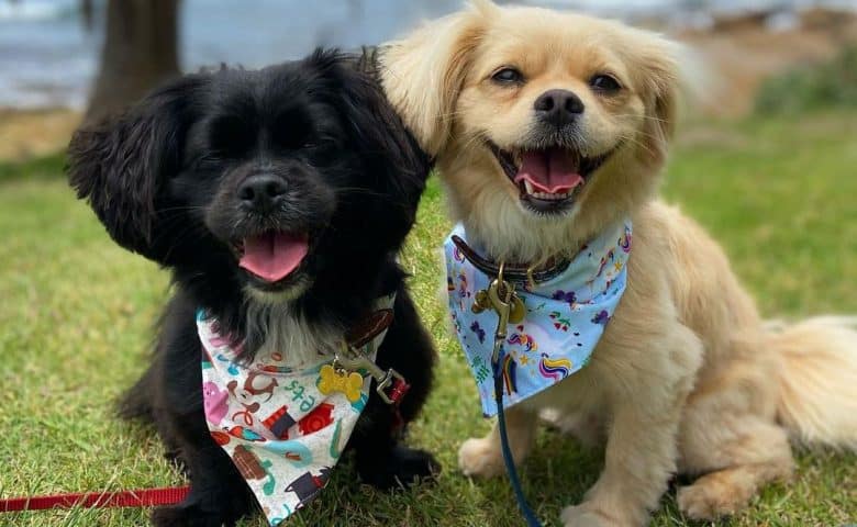 Two Pekingese Poodle mix dog posing near the beach