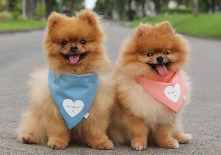 Two Pomeranians smiling and sitting in the middle of the road