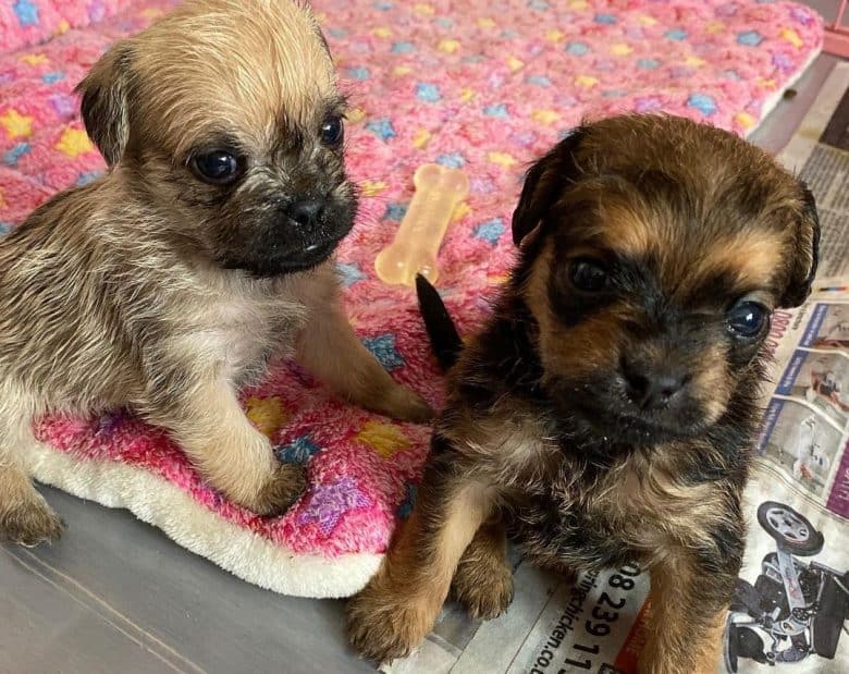 Two Pug X Poo puppies in a mat