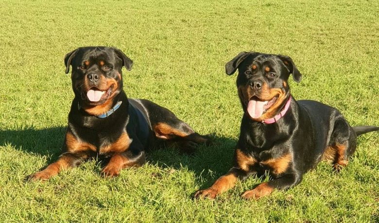Two cute Rotties smiling while laying on the grass