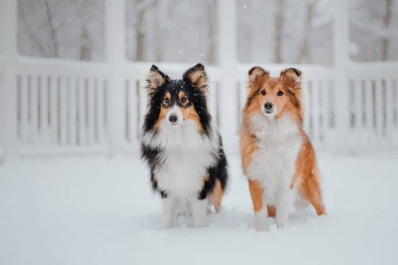 Two Shetland Sheepdog sitting on the snow
