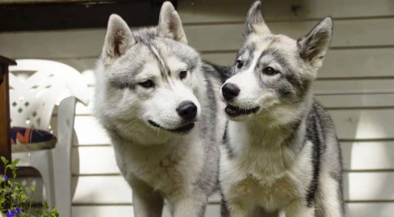 Two Siberian Husky dogs bonding together