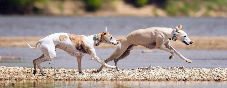 Dwa charty biegające po plaży coursing