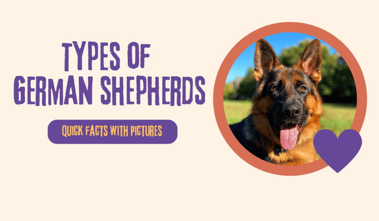 Types of German Shepherds
