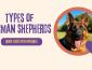 Types of German Shepherds: 5 Different Types of GSD Lines